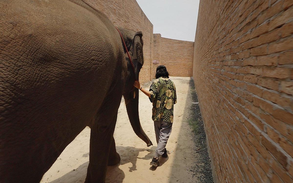 Титульное изображение для страницы события: кадр из фильма «Большие уши слушают ногами», мужчина ведет слона вдоль кирпичной стены