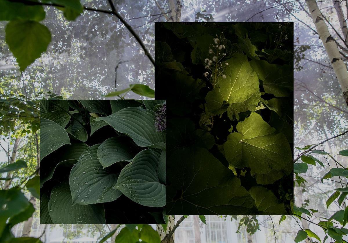 Коллаж, фото растений на фоне фотографии березовой рощи