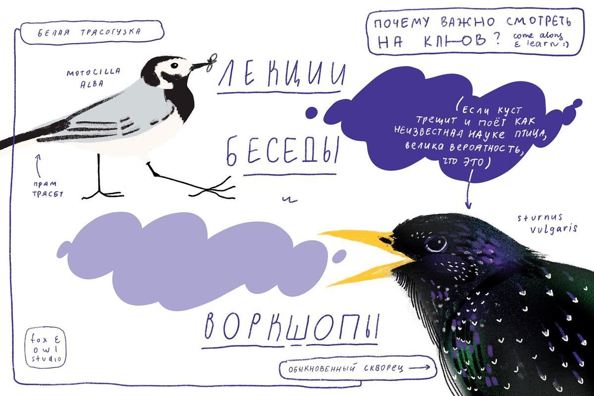 Титульное изображение для страницы события: коллаж с рисунками разных видов зябликов и надписями «Лекции», «Беседы», «Воркшопы»