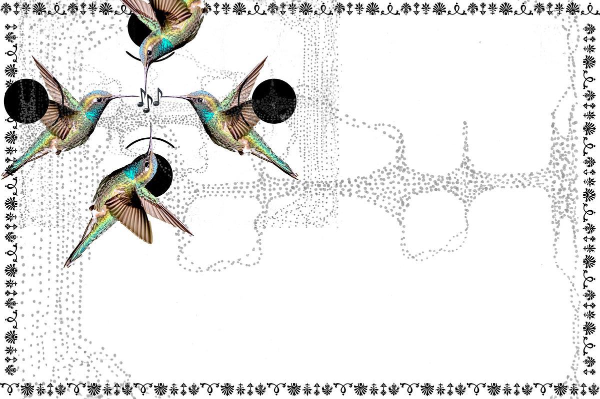 Четыре колибри обмениваются звуковыми волнами
