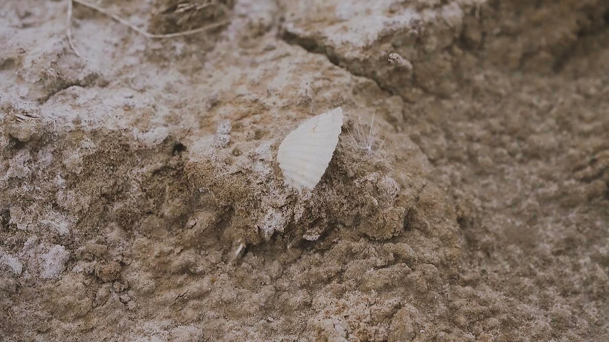 Ракушка в земле