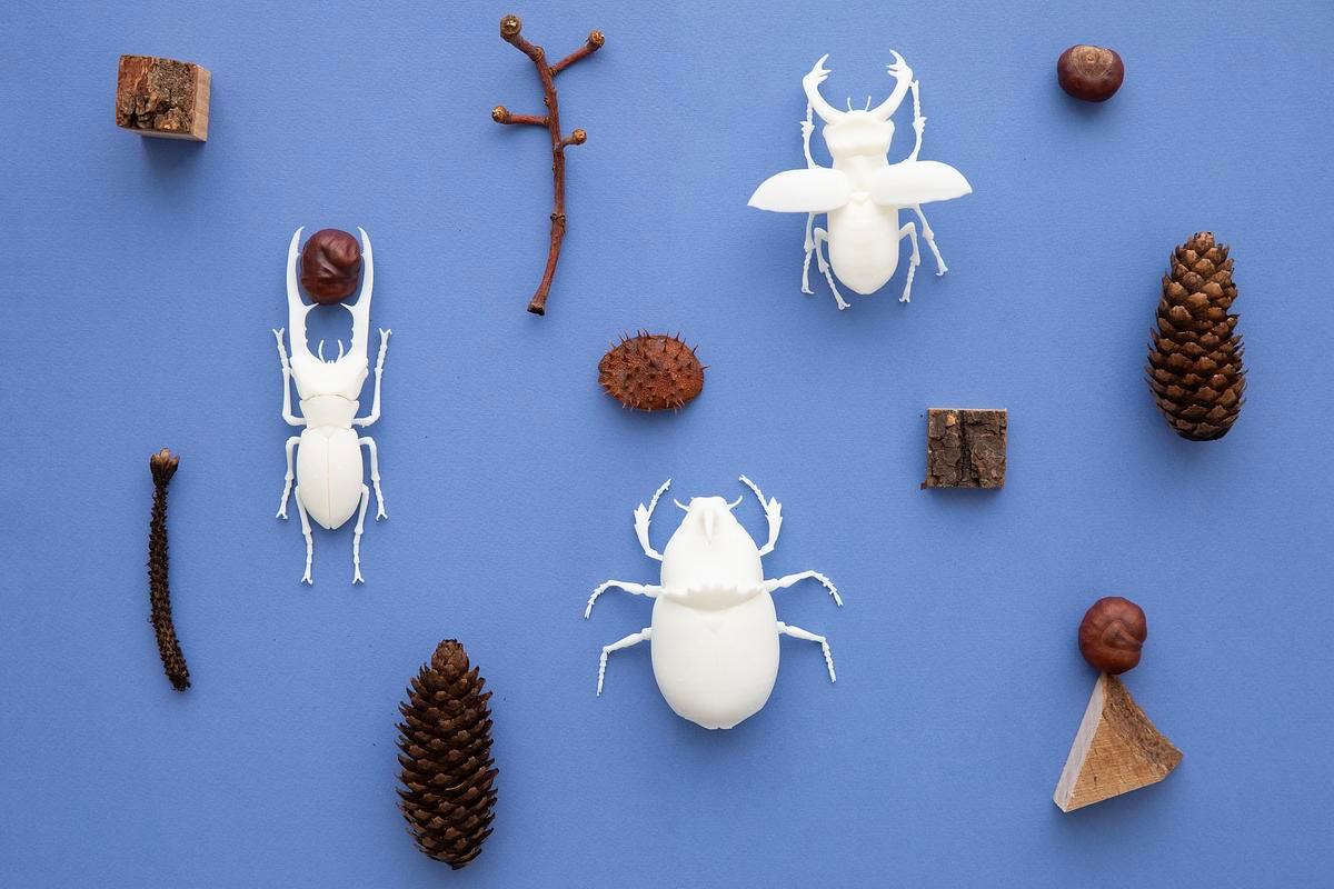Фото, жуки, шишки и веточки лежат на голубом фоне