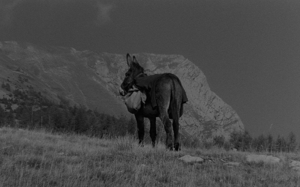 Кадр из фильма «Наудачу, Бальтазар», осел в горах