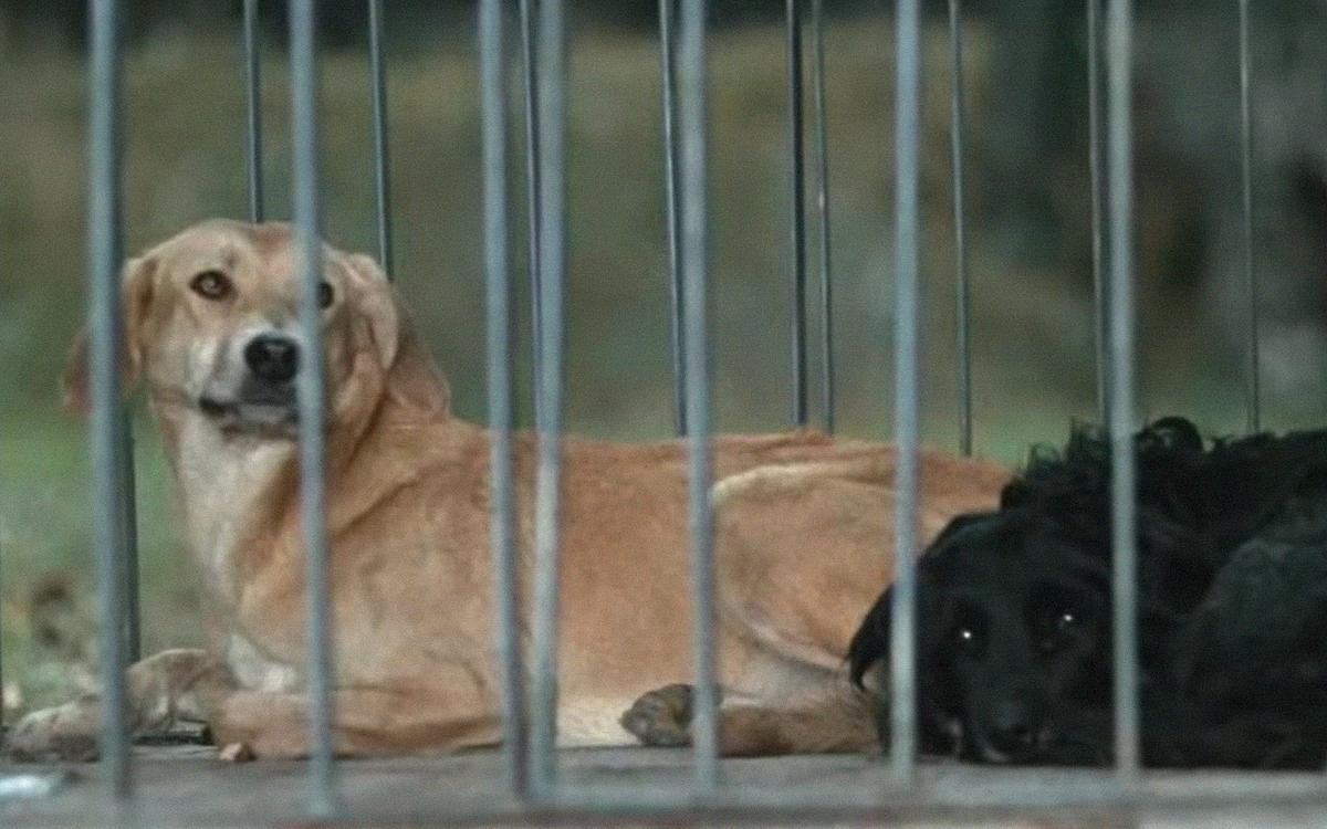 Кадр из фильма «Ты и я», собаки в клетке