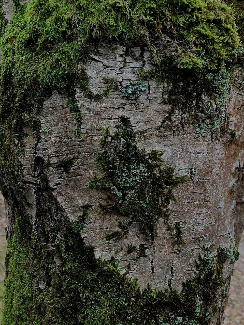 Ясенево. Ландшафты