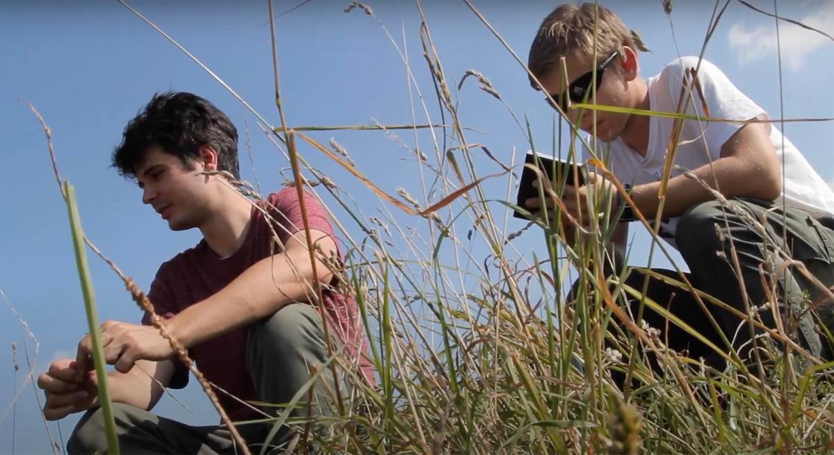 Лес насквозь